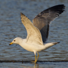 Larus armenicus